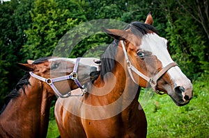 Portrait of the American Paint Horses