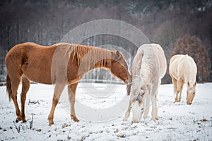 Portrait of the American Paint Horses in winter