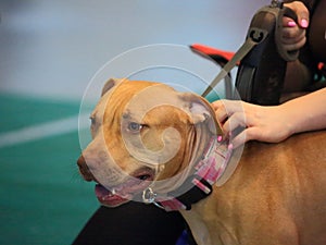Portrait of American pit bull Terrier closeup