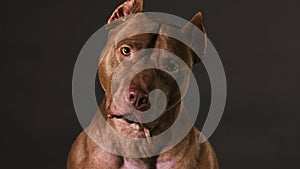 Portrait of an American Pit Bull Terrier dog