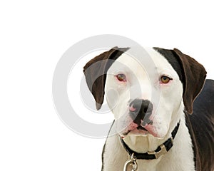 Portrait of an American pit bull terrier isolated on white