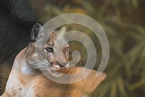 Portrait of American puma (Puma concolor) sitting in the shade of some rocks