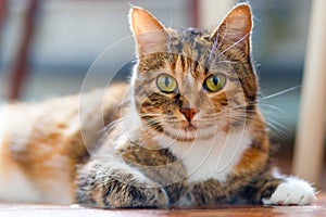 Portrait of an american shorthair tough cat