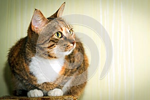 Portrait of an american shorthair tough multicolored cat