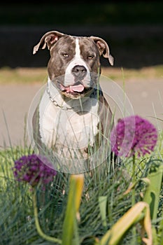 Portrait of American staffordshire terrie