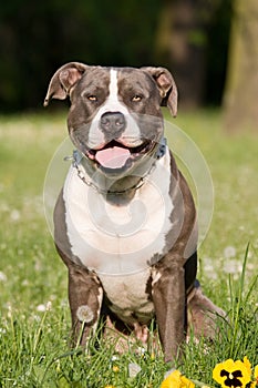 Portrait of American staffordshire terrie