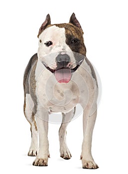 Portrait of American Staffordshire Terrier