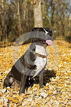 Portrait of the american staffordshire terrier