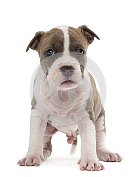 Portrait of American Staffordshire Terrier Puppy