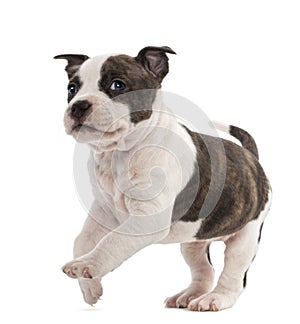 Portrait of American Staffordshire Terrier Puppy