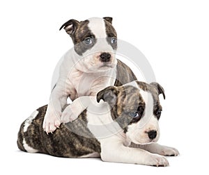 Portrait of American Staffordshire Terrier Puppy