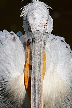 Portrait of American white pelican Pelecanus erythrorhynchos.