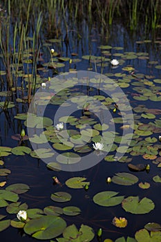 Portrait of American white waterlilies blooming natural and wild in dark black reflective water with reeds and lily pads