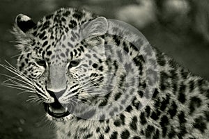 Portrait of Amur Leopard