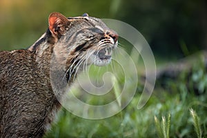 Portrait of Amur or Siberian Leopard Cat, Prionailurus bengalensis euptilurus