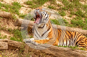 Portrait of an amur tiger in a zoo while yawning