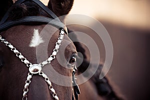 Portrait of andalusian horse