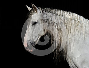 Portrait of the andalusian horse