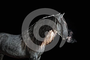 Portrait Andalusian stallion with long mane and steam from a mouth at a black background with back lighting.