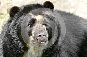 Portrait of Andean bear photo