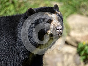 Portrait Andean bear photo