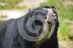 Portrait Andean bear photo