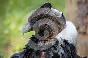 Portrait of andean condor. Condor is the largest flying bird in the world. Vultur gryphus