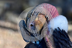Portrait of a Andean Condor , vulture gryphus in plumage care