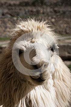 Portrait of an andean white llama