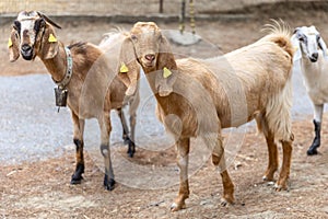 Portrait of Anglo-Nubian goats grazing in the mountains in Northern Cyprus. The two cute curious animais are looking into camera photo