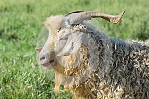 Portrait of Angora Goat