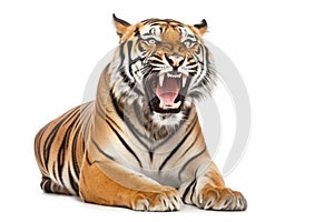 Portrait of an angry aggressive tiger on a white background