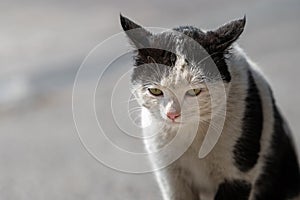 Portrait of an angry black and white cat from the gateway