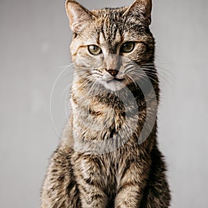 Portrait of an angry domestic cat on a gray background.