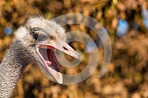 Portrait of angry Emu or Dromaius novaehollandiae head close