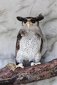 Portrait of angry frightened barred eagle-owl, also called the Malay eagle-owl, awaked and disturbed by strange sound