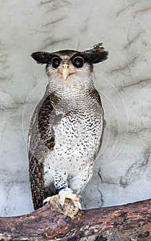 Portrait of angry frightened barred eagle-owl, also called the Malay eagle-owl, awaked and disturbed by strange sound