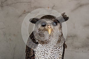 Portrait of angry frightened barred eagle-owl, also called the Malay eagle-owl, awaked and disturbed by strange sound