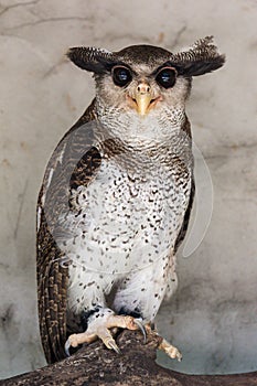 Portrait of angry frightened barred eagle-owl, also called the Malay eagle-owl, awaked and disturbed by strange sound