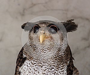 Portrait of angry frightened barred eagle-owl, also called the Malay eagle-owl, awaked and disturbed by strange sound