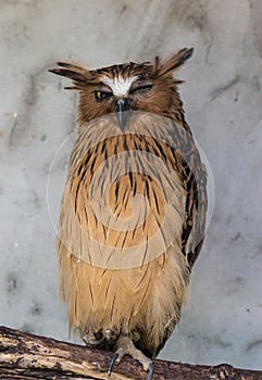 Portrait of angry frightened buffy fish owl, Ketupa ketupu, also known as the Malay fish owl, awaken and disturbed by