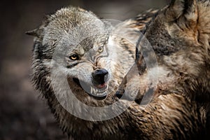 Portrait of Angry grey wolf in the forest