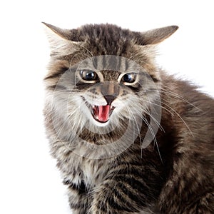 Portrait of an angry hissing cat.