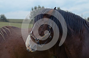 Portrait of angry horse