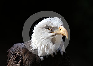 Portrait of an angry looking Bald Eagle