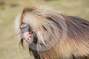 Portrait of an angry male gelada baboon displaying its teeth and gums