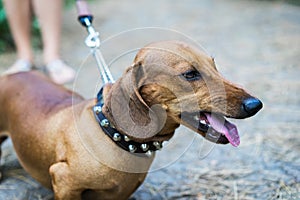 Portrait of angry red dachshund jaws with fangs, hungry, drool. Enraged aggressive, angry dog