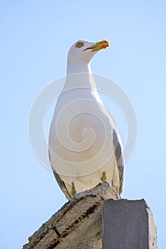 Portrait of angry seagull 3