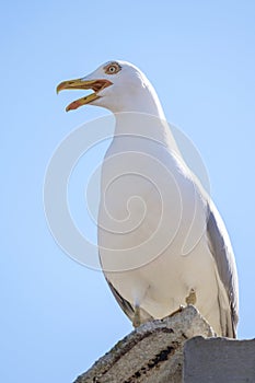 Portrait of angry seagull 2