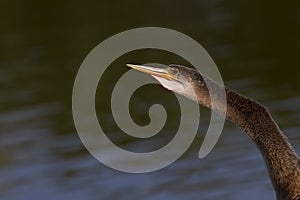 A portrait of an anhinga Anhinga anhinga warming up in the sun.